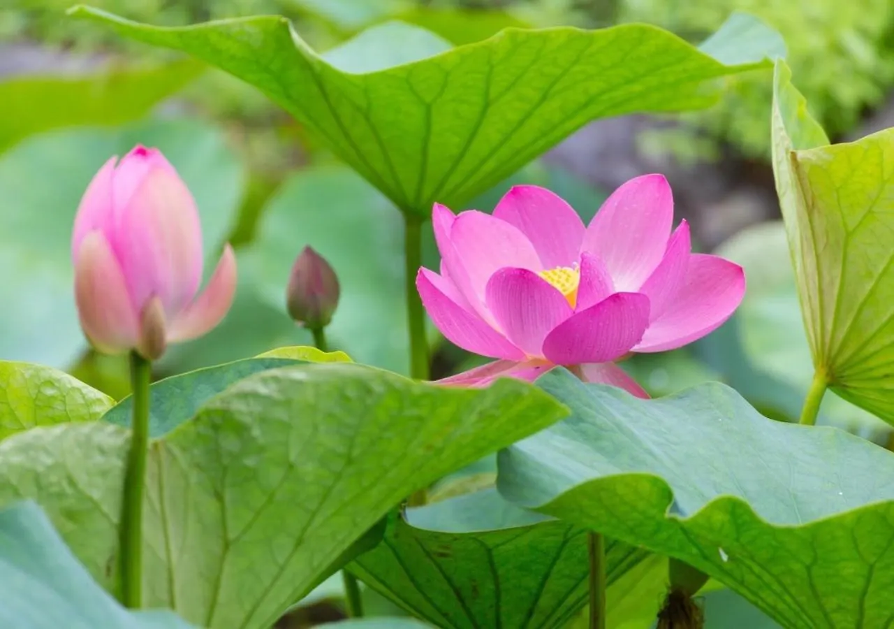 Villa Lotus 鎌倉市 アパート